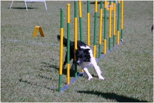 Slalom Agilyt para Cães (Oficial) com 12 Postes